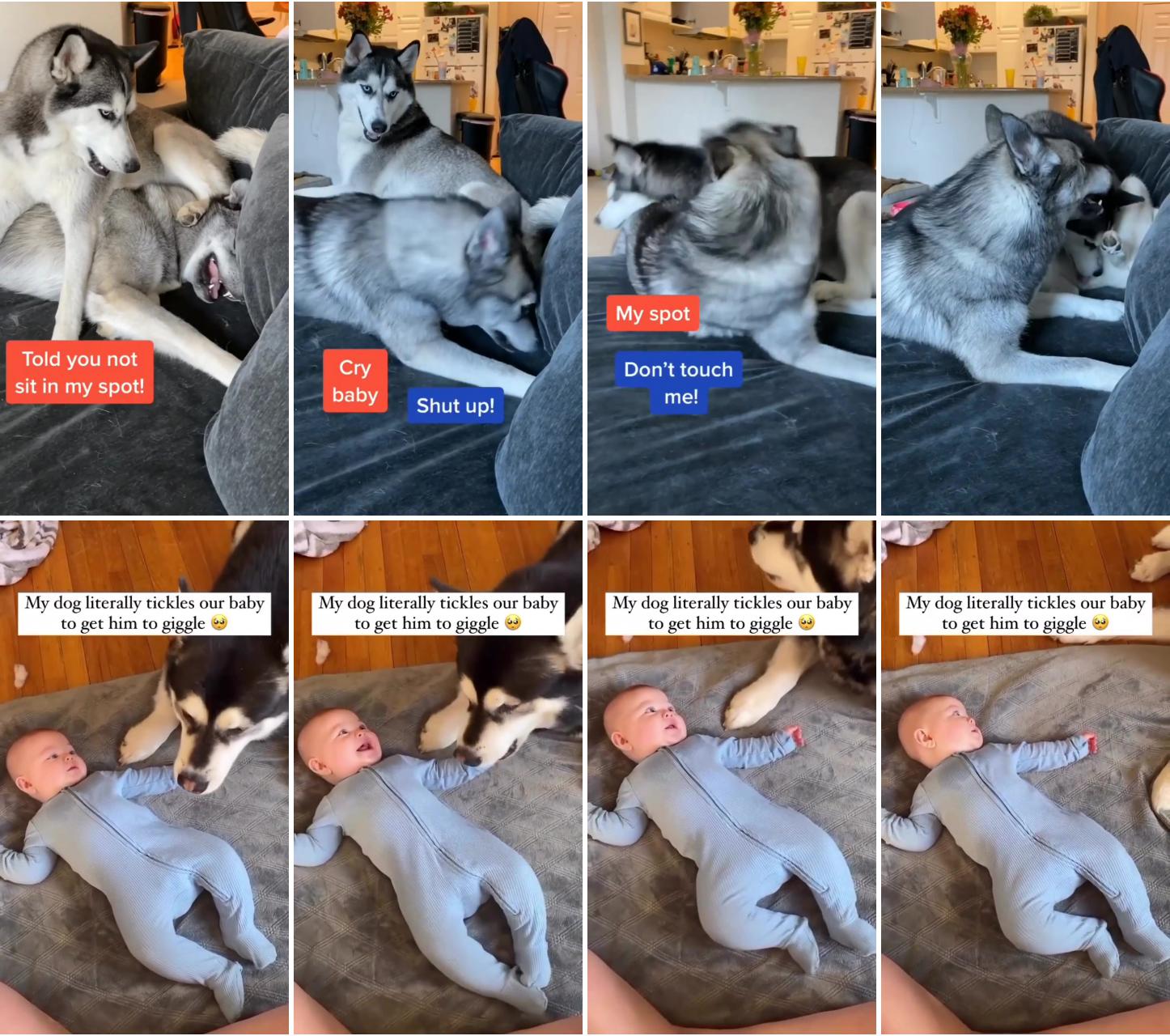 This is why i love huskies; this video of a dog tickling a baby has gone viral and you can see why ig: pubity