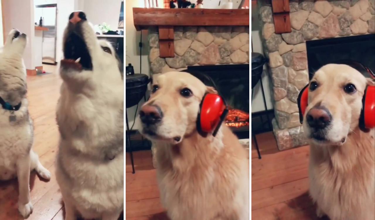 This poor baby soul labrador, drama huskies; funny birds