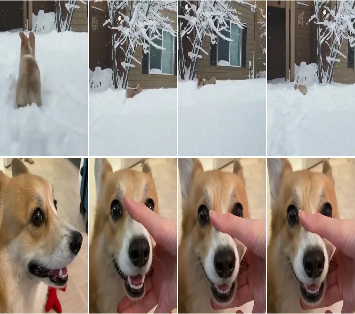 This pup corgo is just the absolute sweetest thing; sounds onaw-wa-aw-wawa chopper in action 