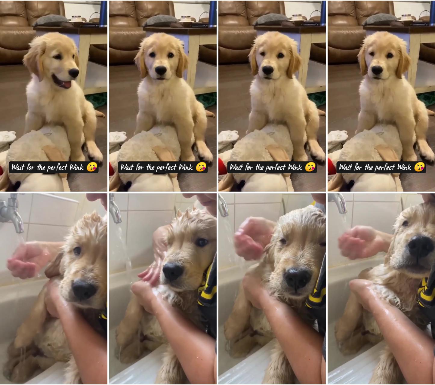 Wait for the perfect wink cute pet small dog cute puppy video cute animal videos dog lovers; cute golden retriever baby bath time 