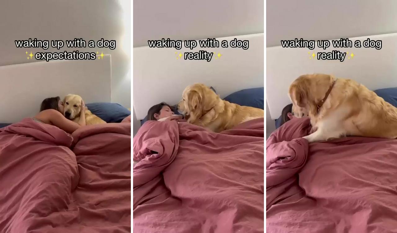 Walking up with dog be like; funny dog memes