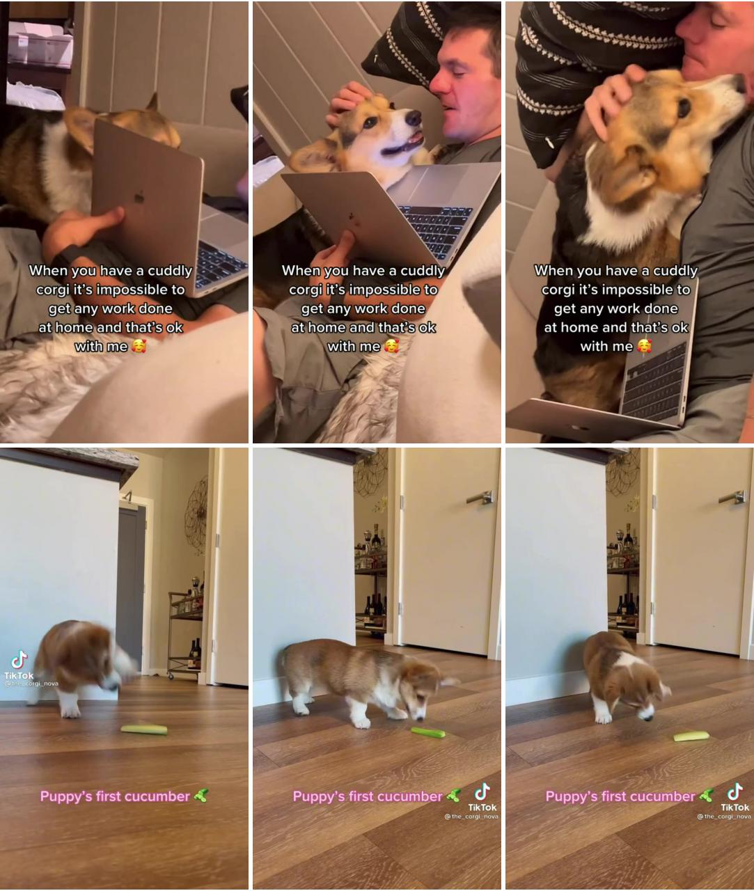 When you have a cuddling corgi is impossible to get any work done at home; awwww 