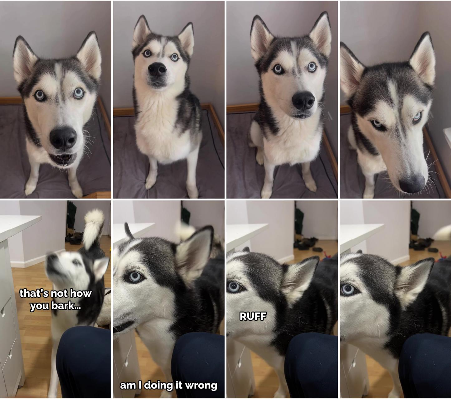 Will this chatty husky keep a secret; everyone take notes this is how you ruff