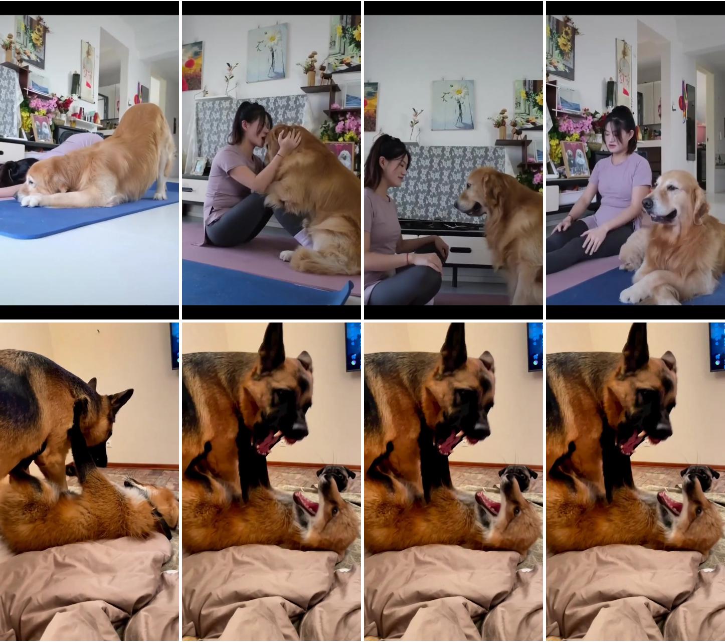 Yoga dog; #tiktok _id _ jesika_kulach