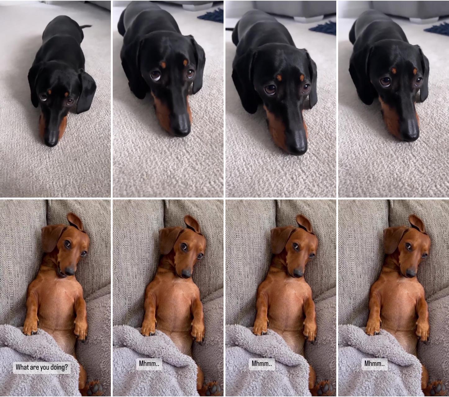 1 attention please ; dachshund funny