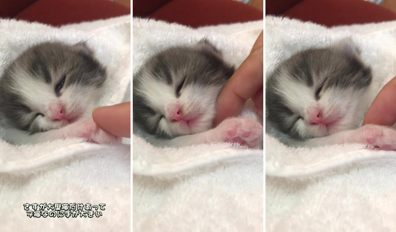 2 weeks old sleeping face looks like an angel; kittens funny