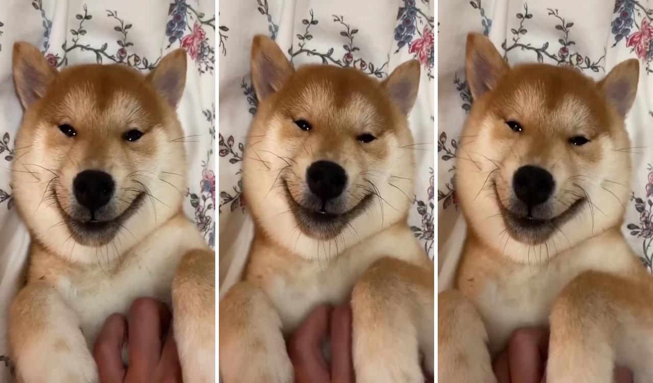 A smiling shiba; animals and pets