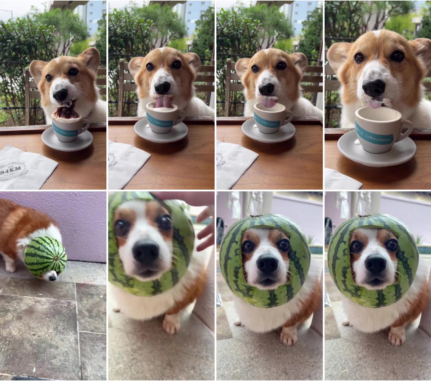 Adorable corgi puppy enjoying cream at a restaurant - cutest canine dining moments ; adorable corgi puppy wears watermelon peel hat - cutest and funniest moment ever 