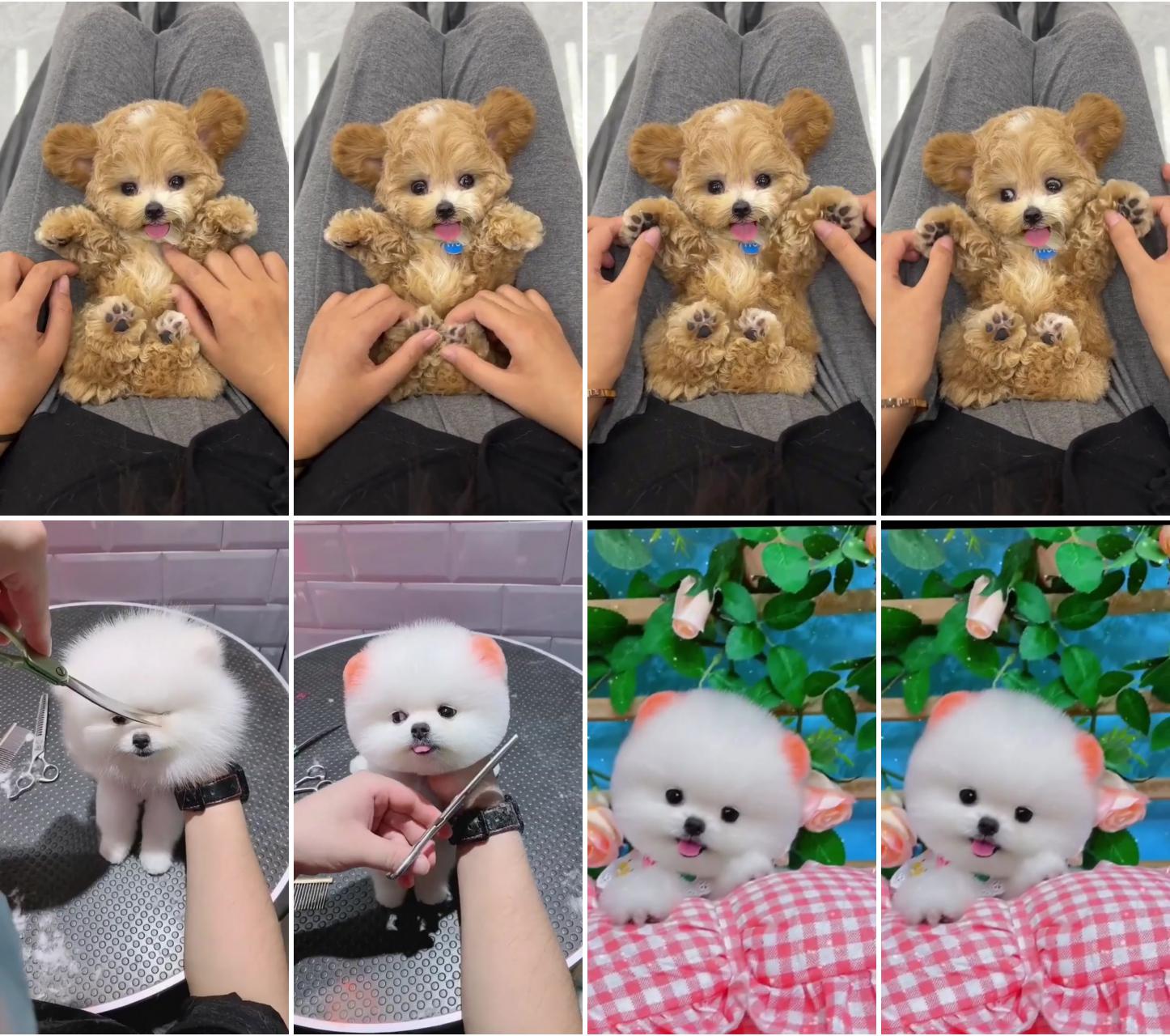 Adorable poodle ; cute animals puppies