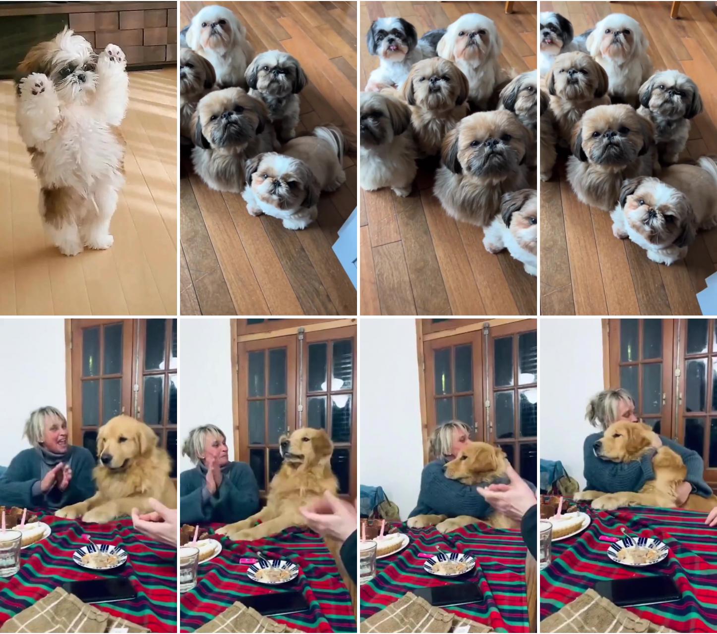  adorable shih tzu puppies waiting for treats from dad - puppy cuteness overload ; dog saying happy birthday song dog vibing