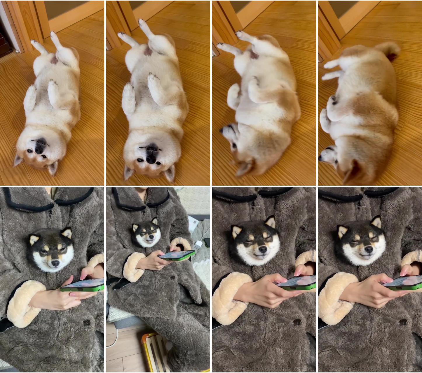 Ah, a cute shiba inu is falling.; fluffy animals