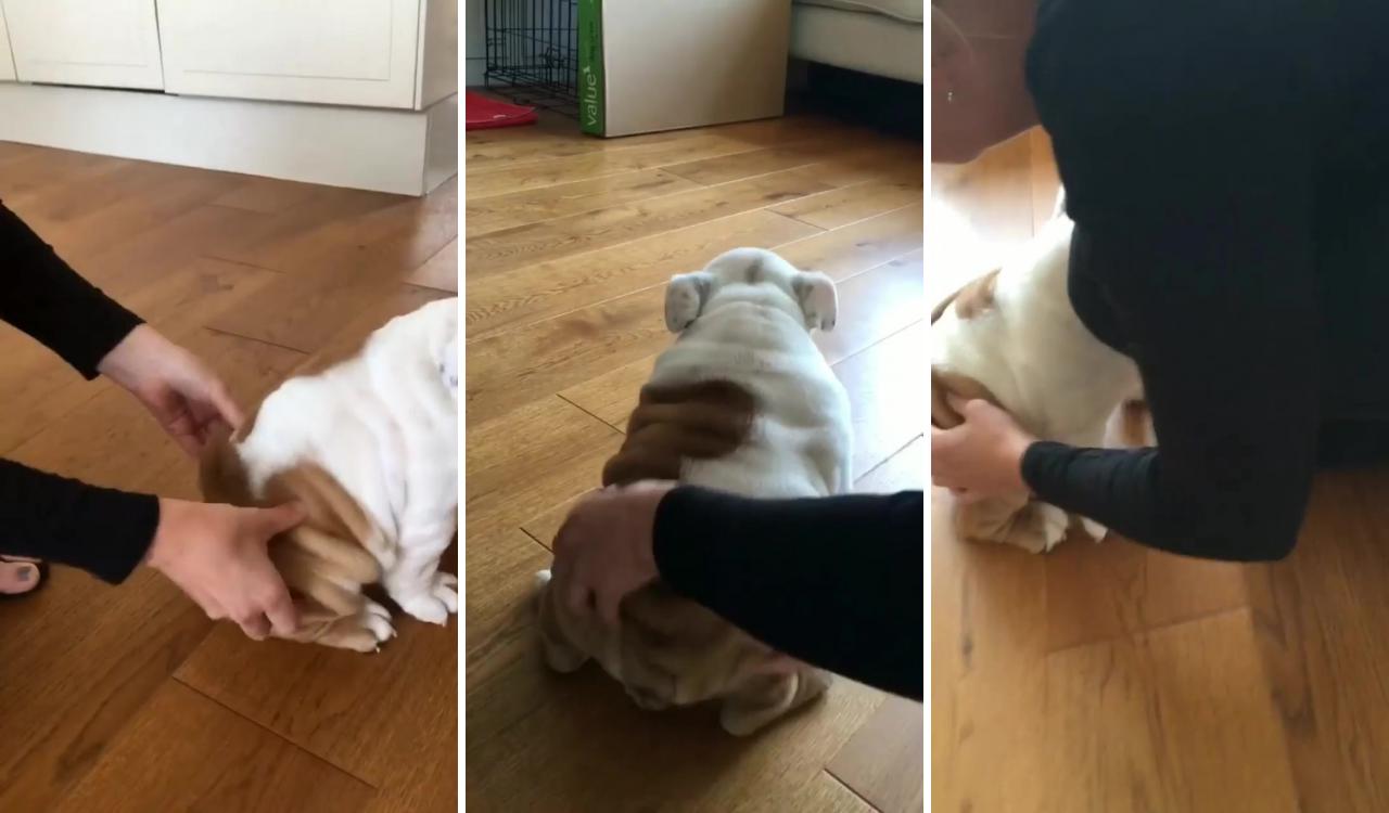 Amazing video bulldog puppy; super cute puppies