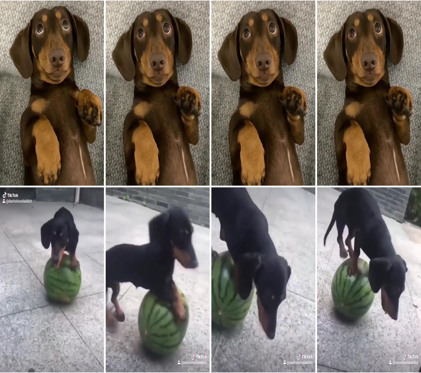 Awesome funniest moments dogs; funny dachshund video