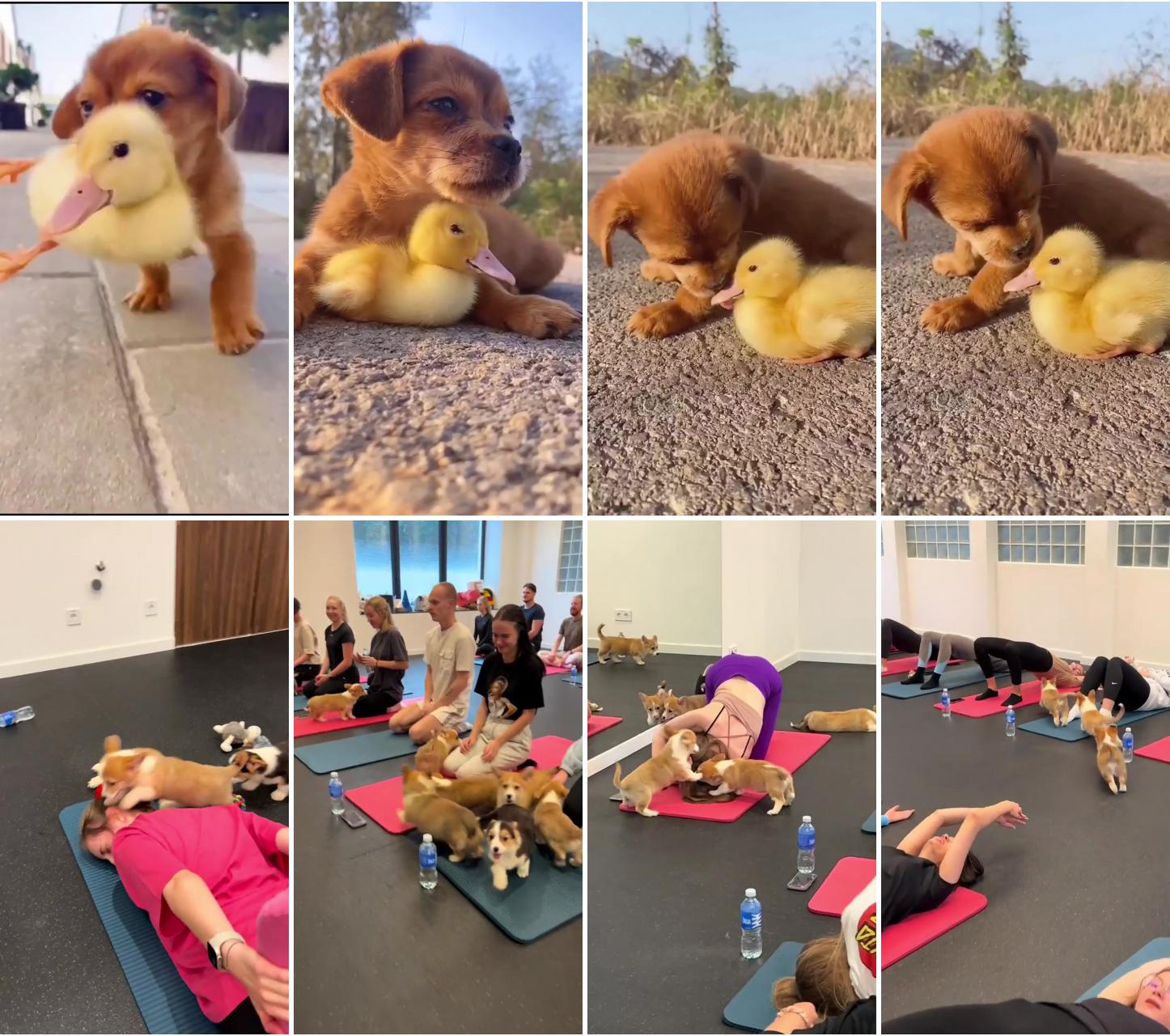 Awww the cutest pet; puppy yoga in session