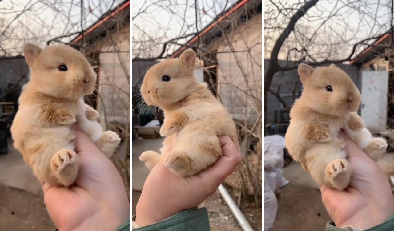 Baby animals super cute; cute baby bunnies