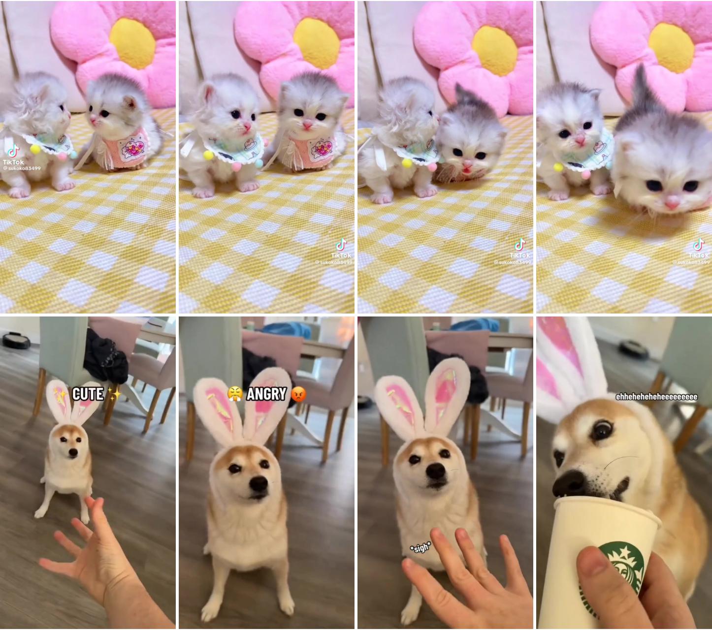 Beautiful cat's;  unleash the laughter: shiba inu puppy rocks rabbit costume in hilariously funny video 