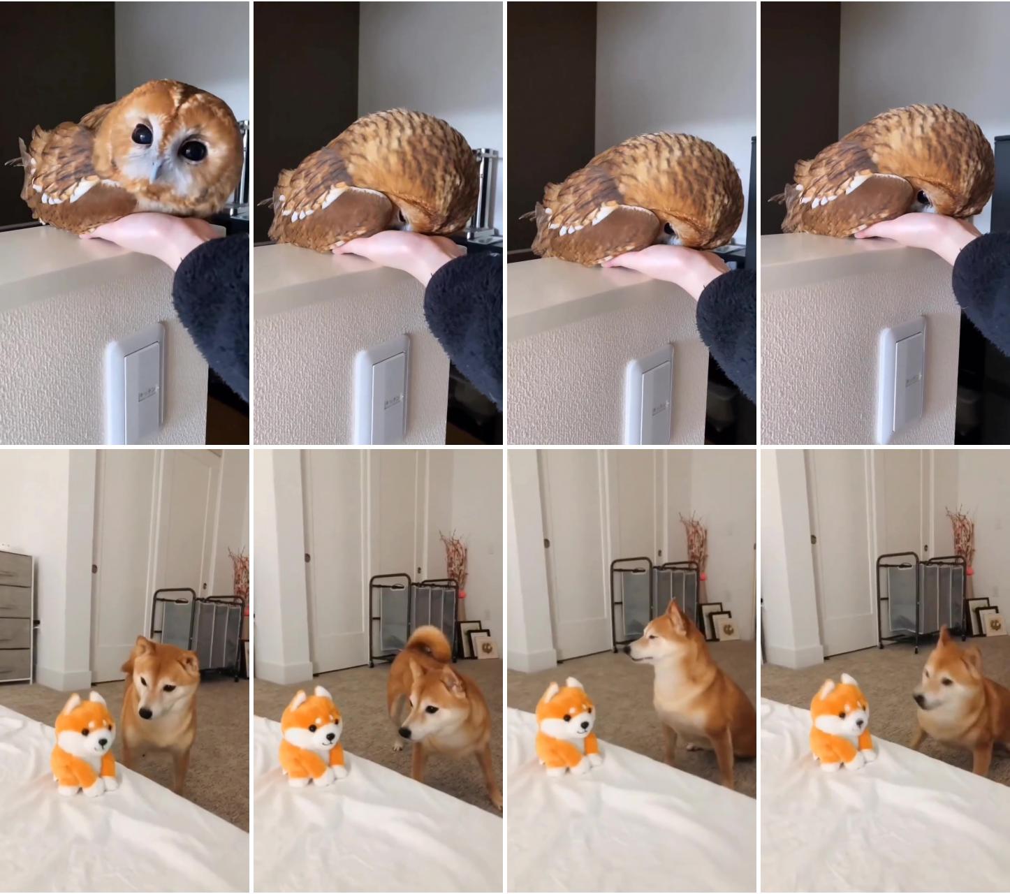 Beautiful owl; funny video of shiba inu puppy 