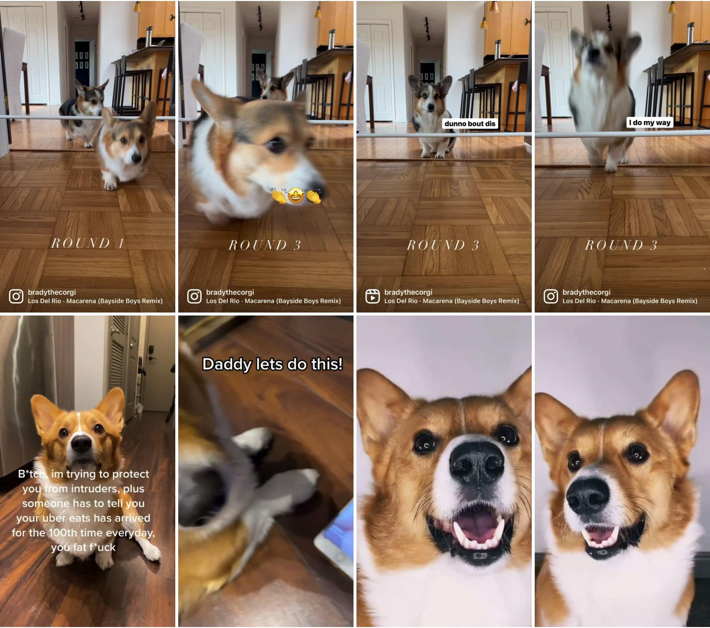 Brady always finds a way to win when there are treats on the other side ; cute corgi videos