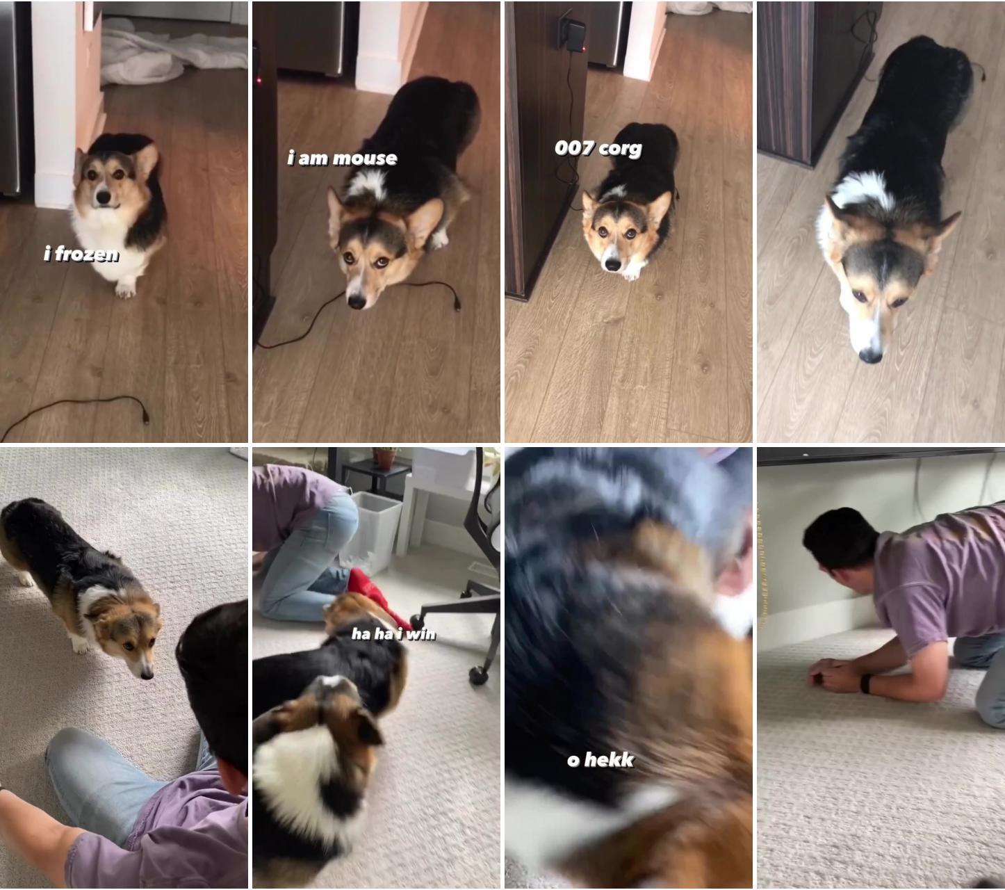 Brady the corgi in stealth mode; brady the corgi has tape stuck to his bum and won't let us take it off for him