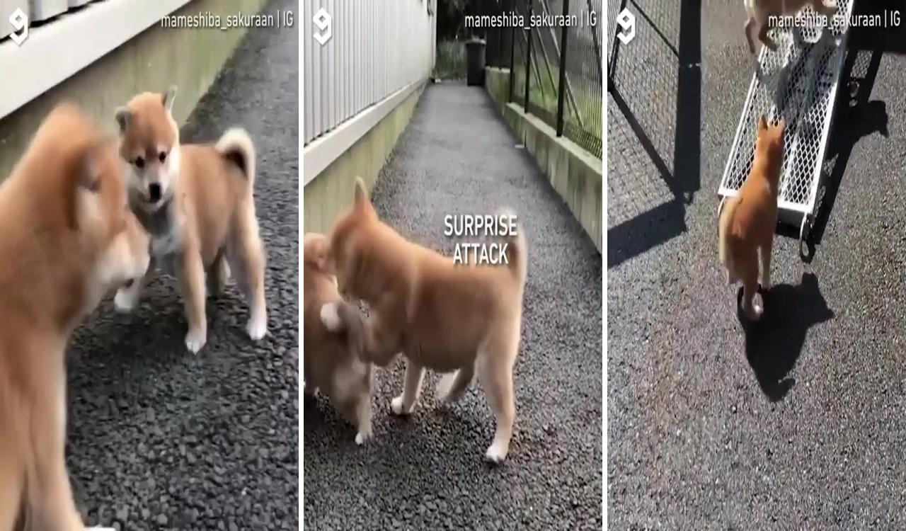 Chien shiba inu; shiba inu dog