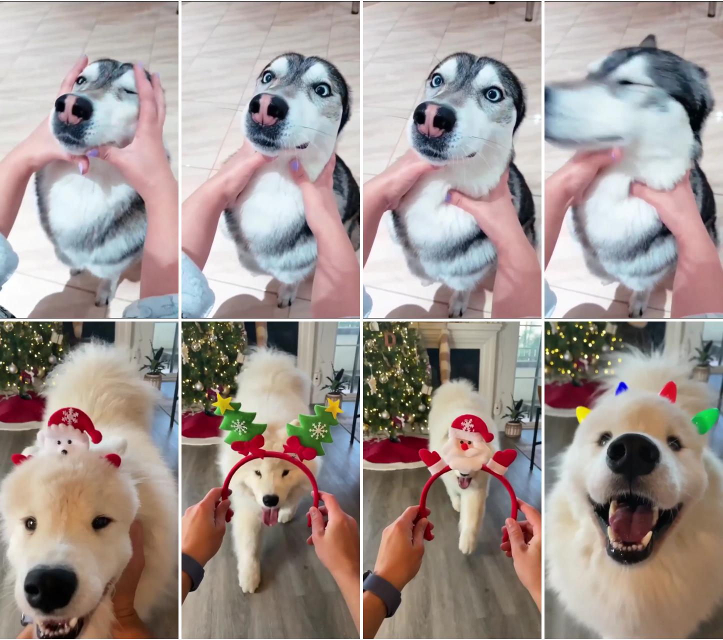 Christmas time; cute dogs and puppies