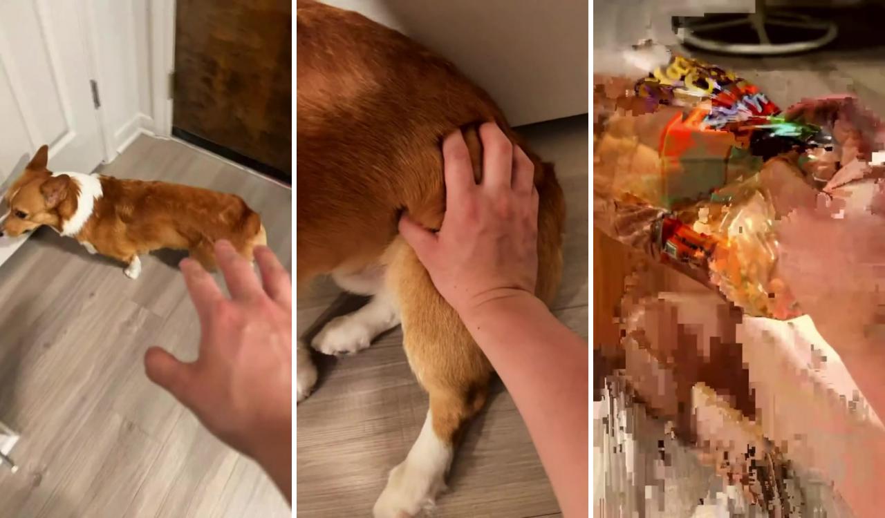 Corgi butt=bread; corgi gif