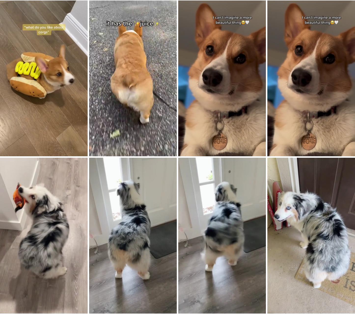 Corgi  credits to atlarchiethecorgi atl archie tiktok page; shake it