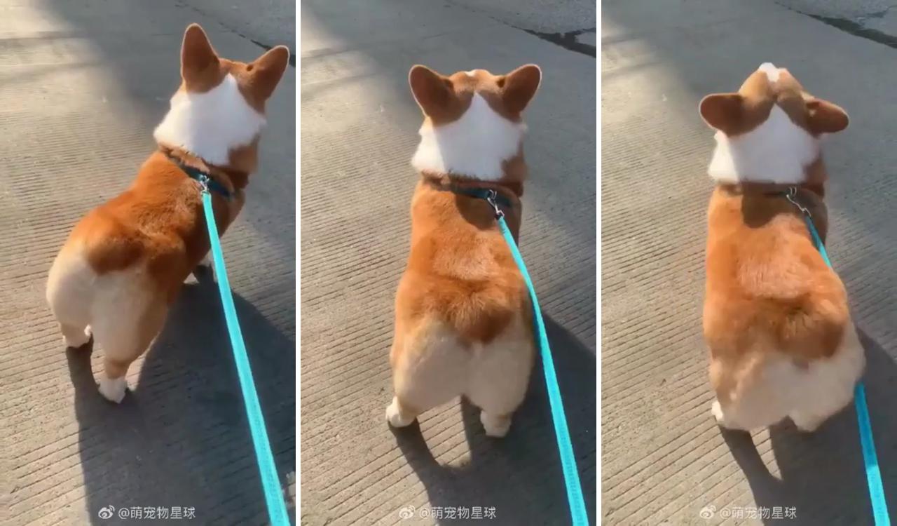 Corgi dog dancing; cute corgi puppy