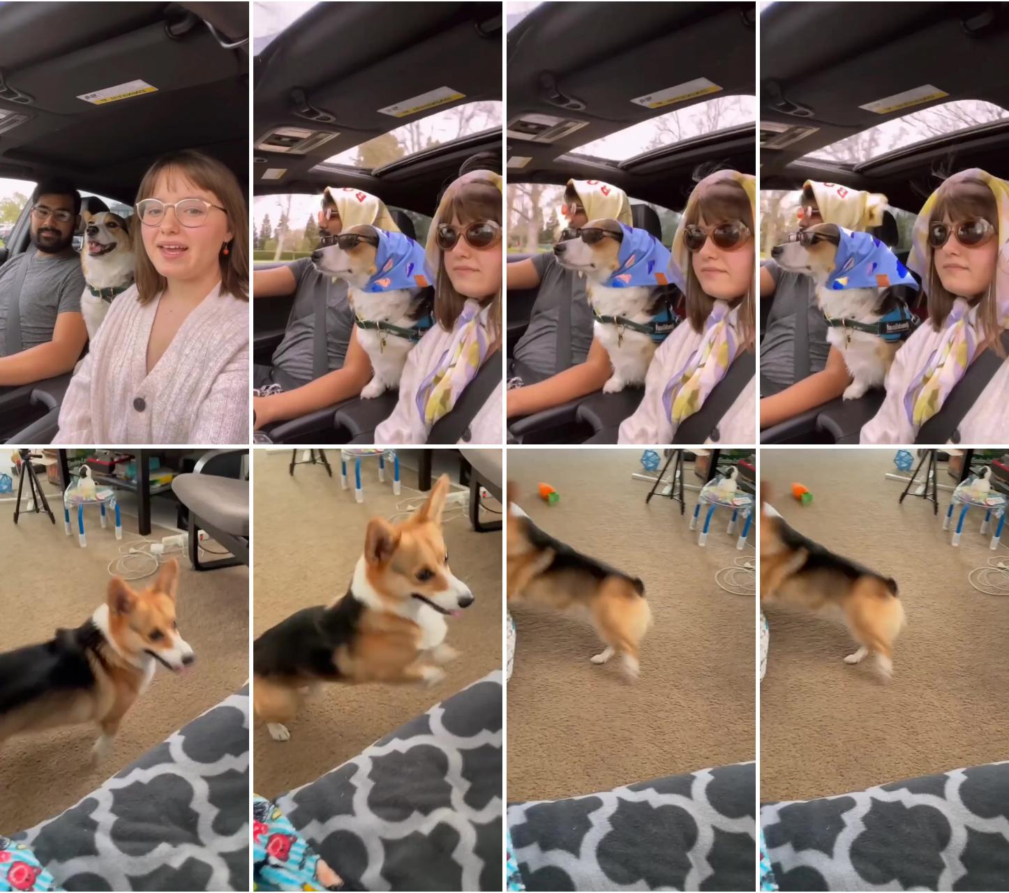 Corgi dogs the cutest thing you'll see today. amazing corgis videos and images ; this doggo is enjoying this fetch game way too much