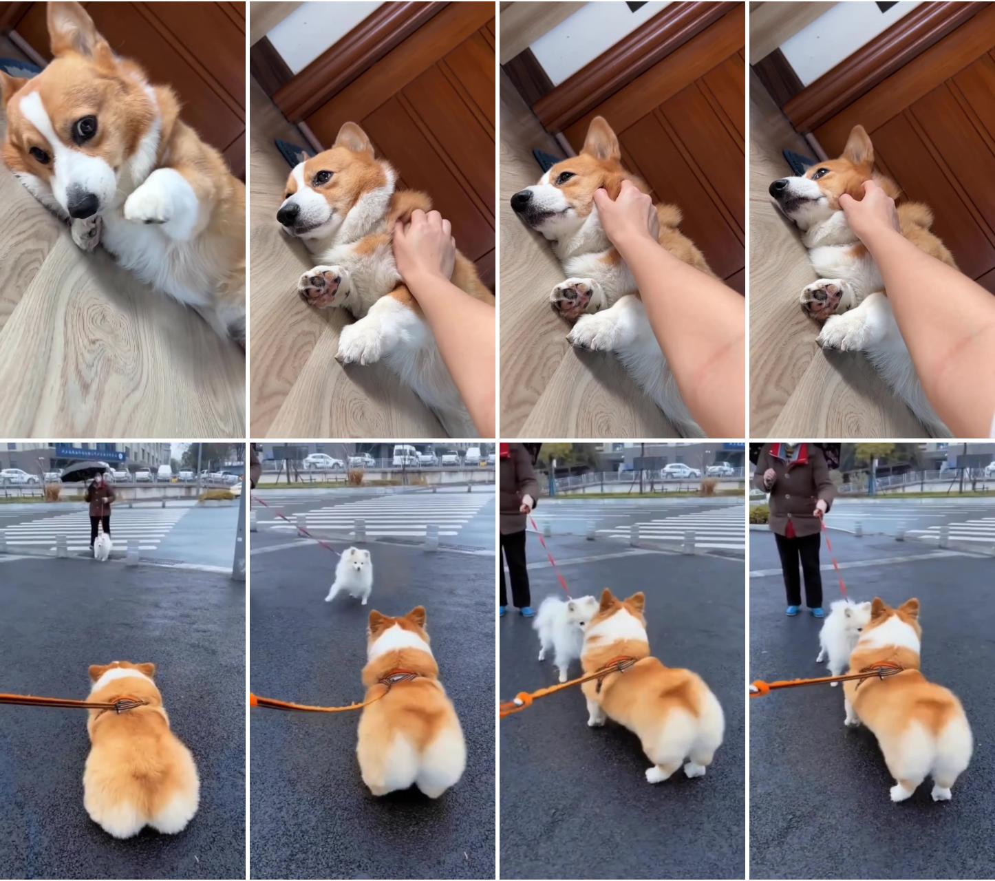 Corgi love. ; adorable corgi and samoyed puppies video 