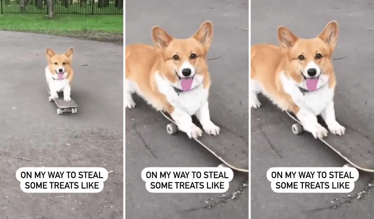 Corgi meme; funny animal memes