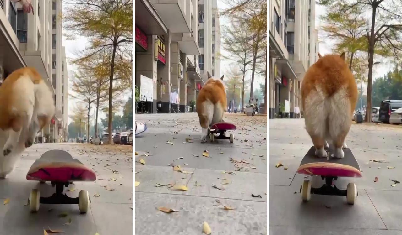 Corgi on skateboard; furry friend