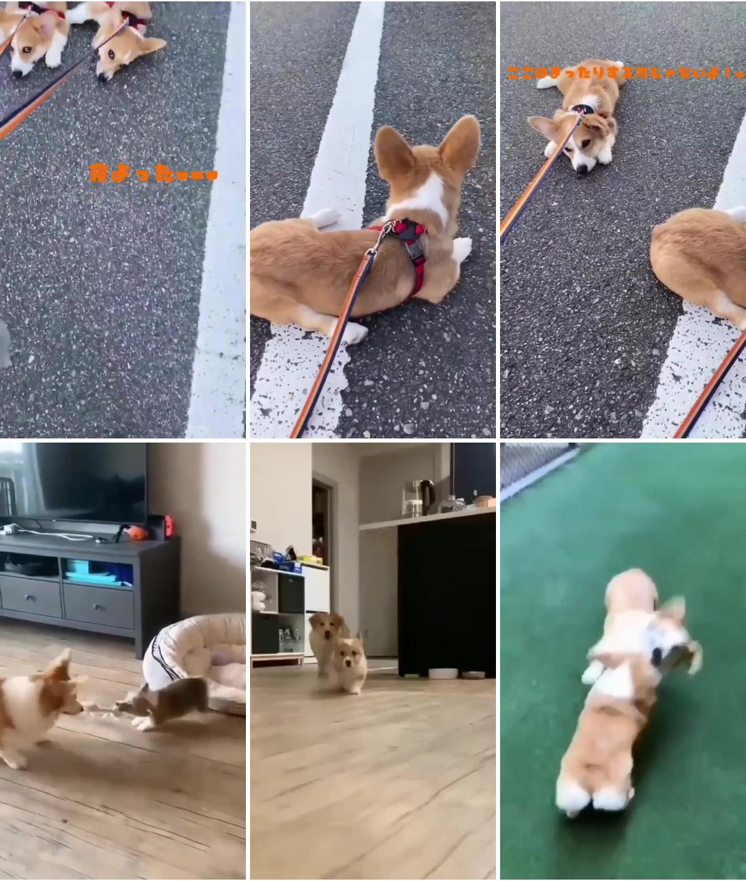  corgi puppy ; the big corgi is fighting with the small corgi