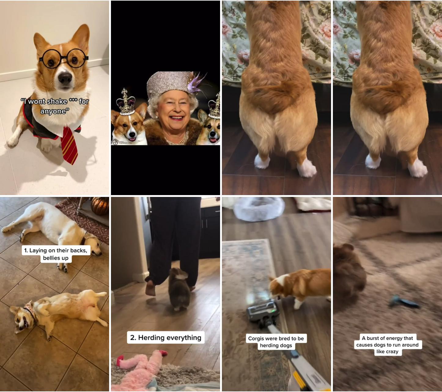 Corgi shake ass, cute dog videos; weird things corgis do part 2