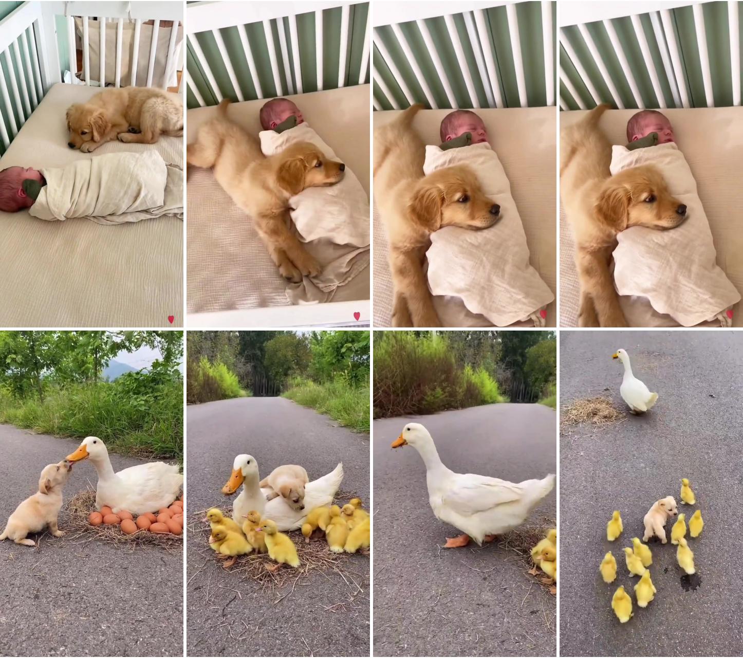 Cuddle time; white mother duck and maltese dog sitting on hatching ducklings eggs, kissing dog and duck