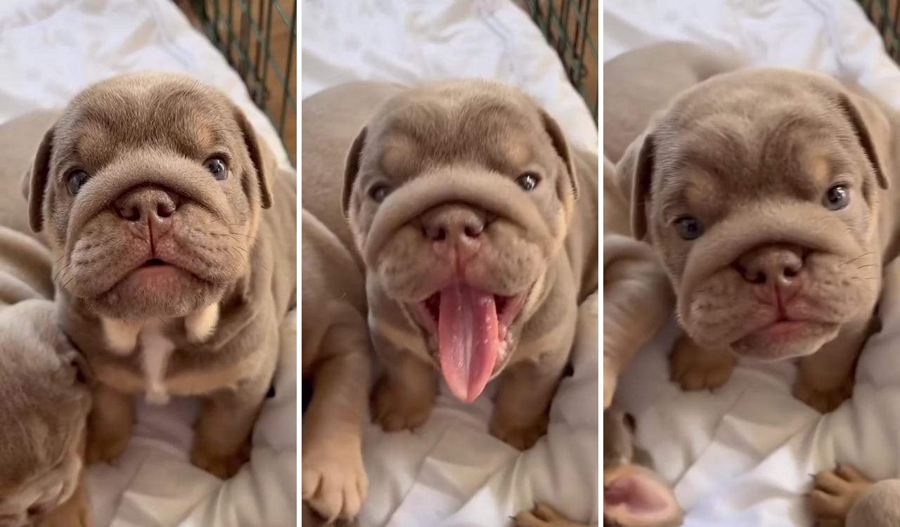 Cute bulldog; very cute puppies