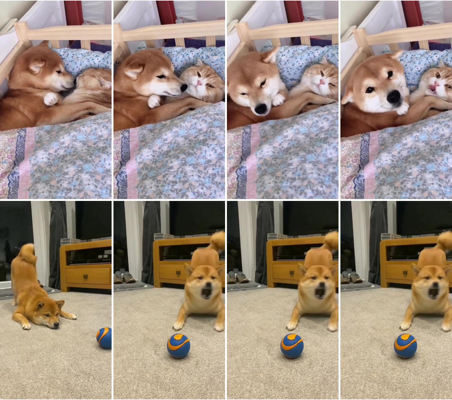 Cute cat and dog lovers ; adorable shiba inu puppy's playtime with ball toy - cutest dog moments 