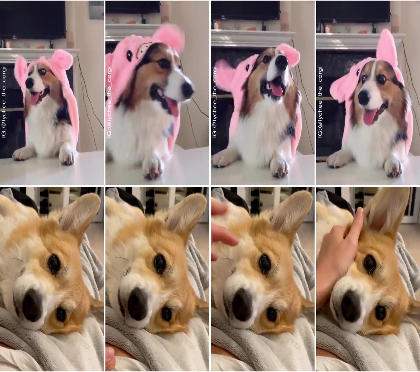 Cute corgi dog; how to make your corgo blep blep