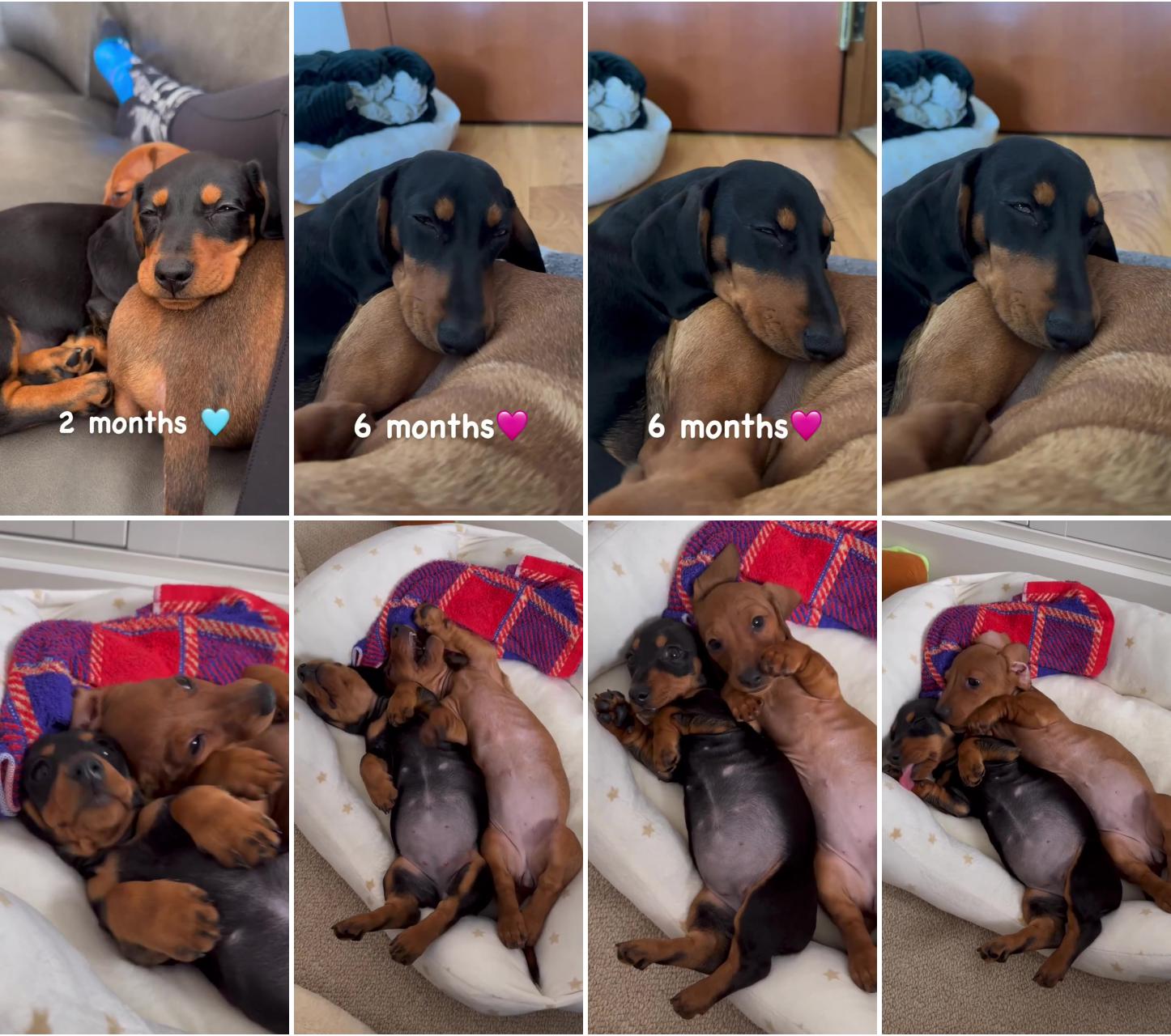 Cute dachshund puppies video; synchronized 