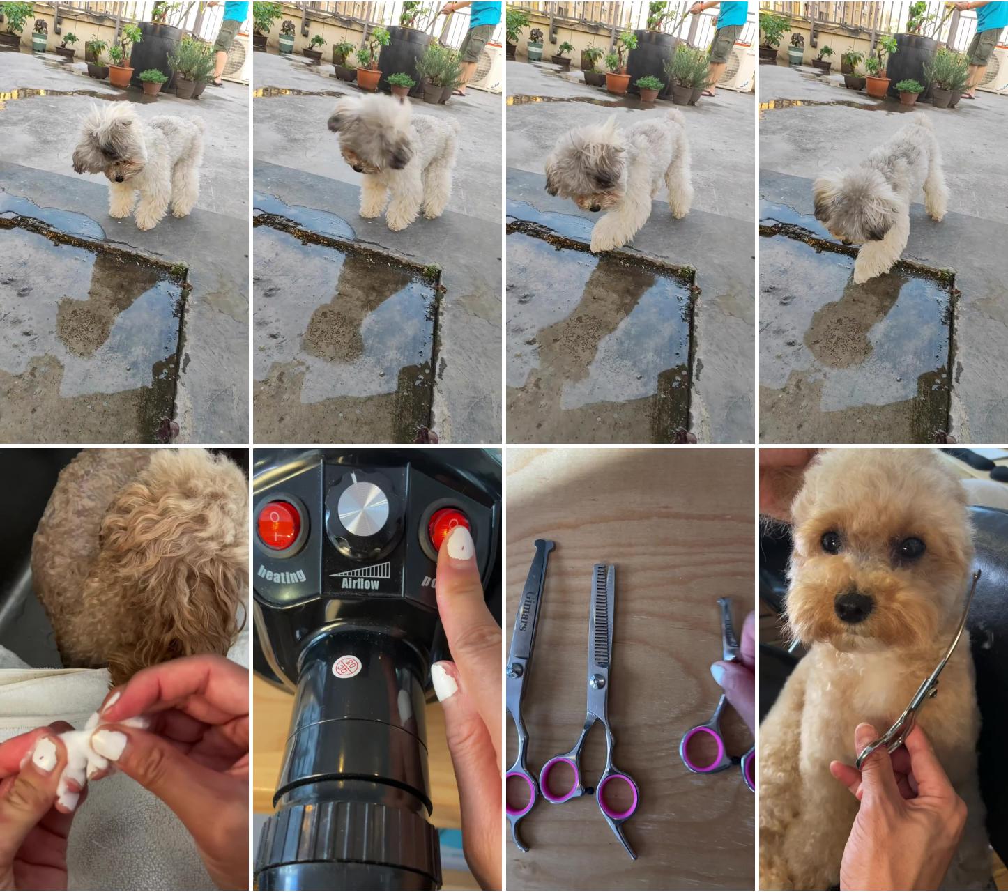 Cute dog; grooming my maltipoo asmr