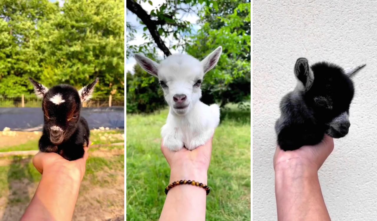 Cute goats #babygoat #goat credits: kimrain49; super cute animals