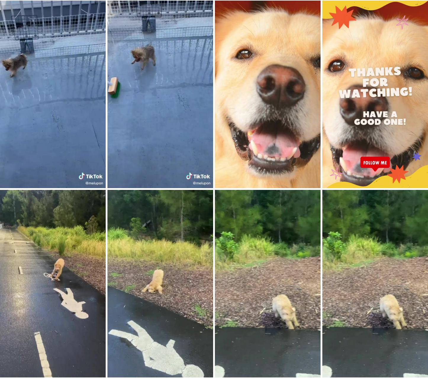 Cute pomeranian puppy hopping around like a bunny , cute and funny animals video ; super excited golden retriever pretends to be michael from the office