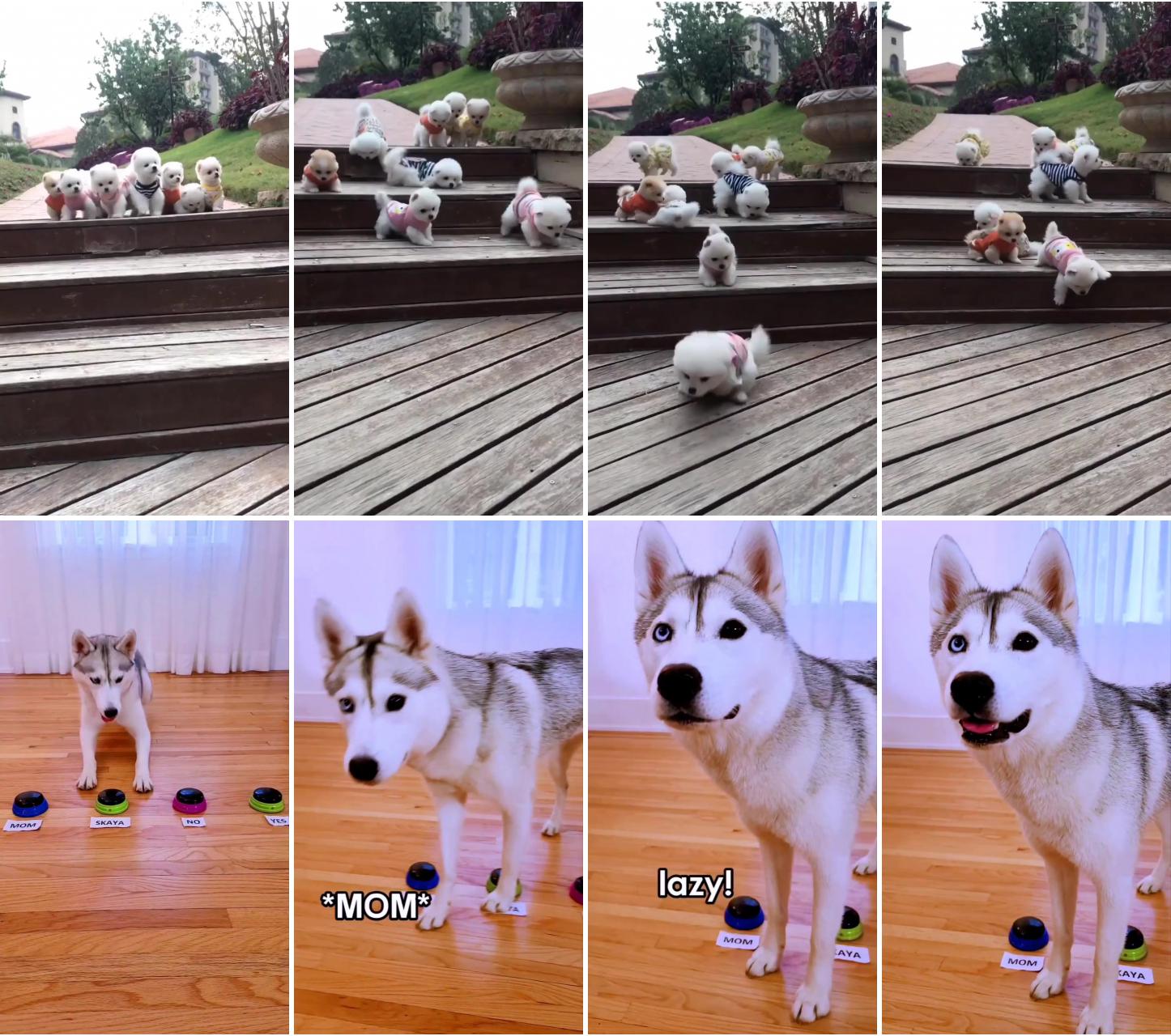 Cute puppies ; husky uses talking buttons and calls me lazy