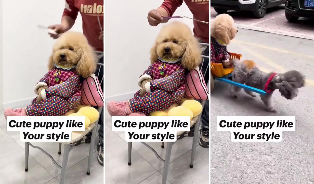 Cute puppy like your style; cute baby dogs