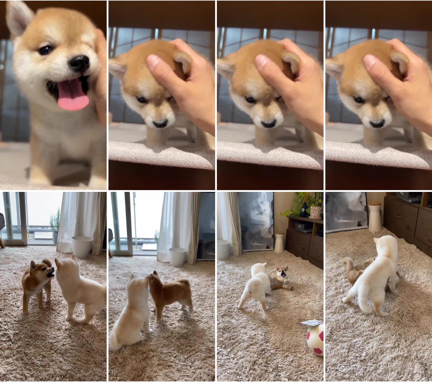 Cute shiba inu puppies video ; shiba puppy