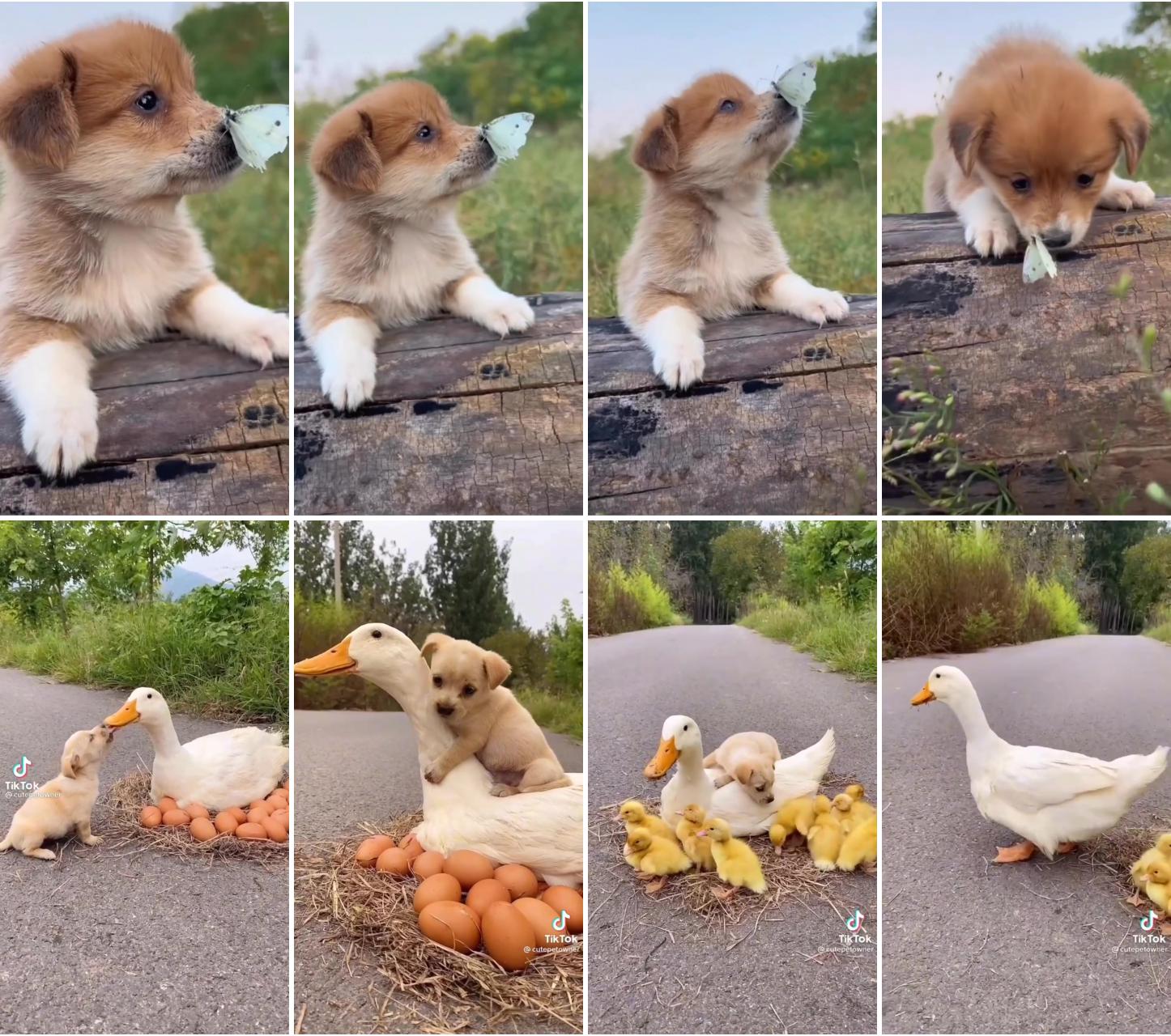 Cute small animals; cute animals puppies