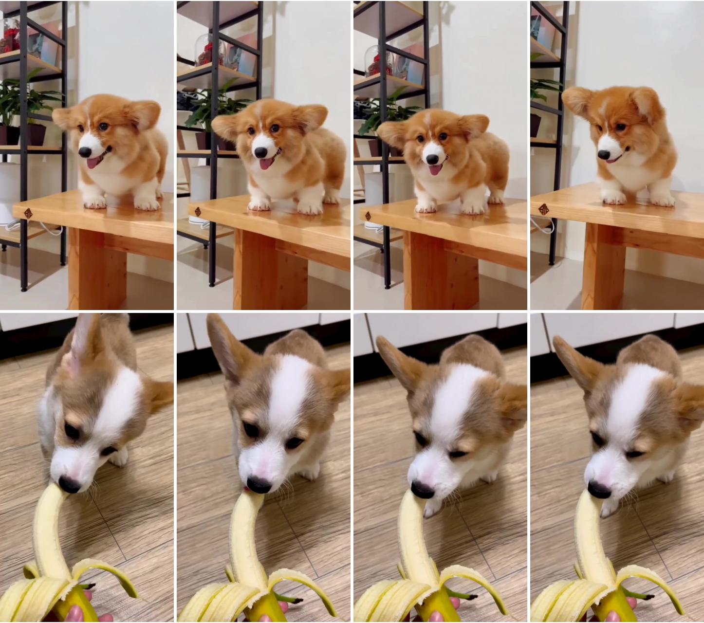 Cuteness alert: adorable corgi puppy explores from high ground - heartwarming tabletop adventure ; thecorgirio snack timethe_corgi i haven't tried banana yet