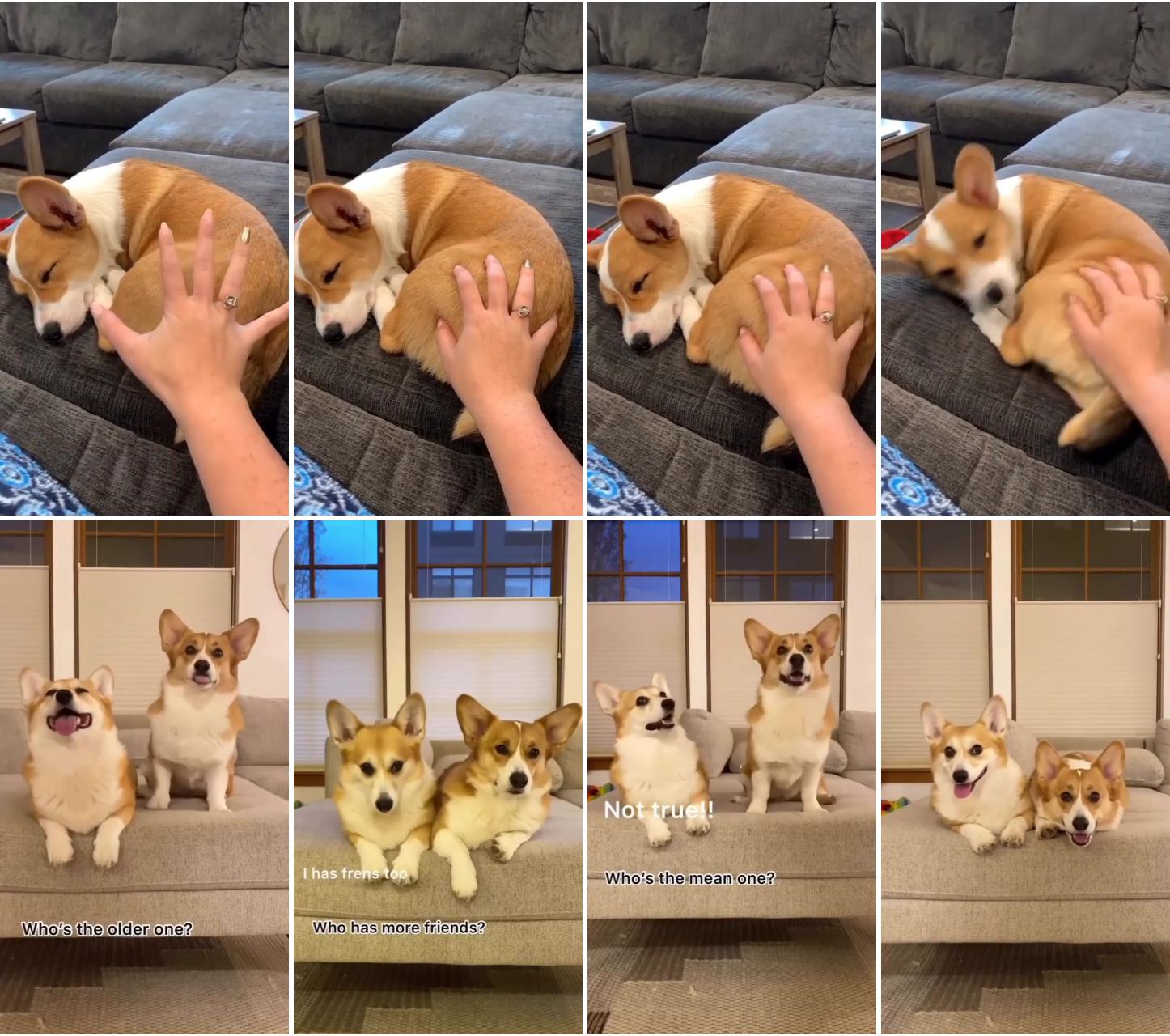 Cuteness overload: adorable corgi puppy playtime with loving mom, best moments of fluffy corgi pup; small puppies