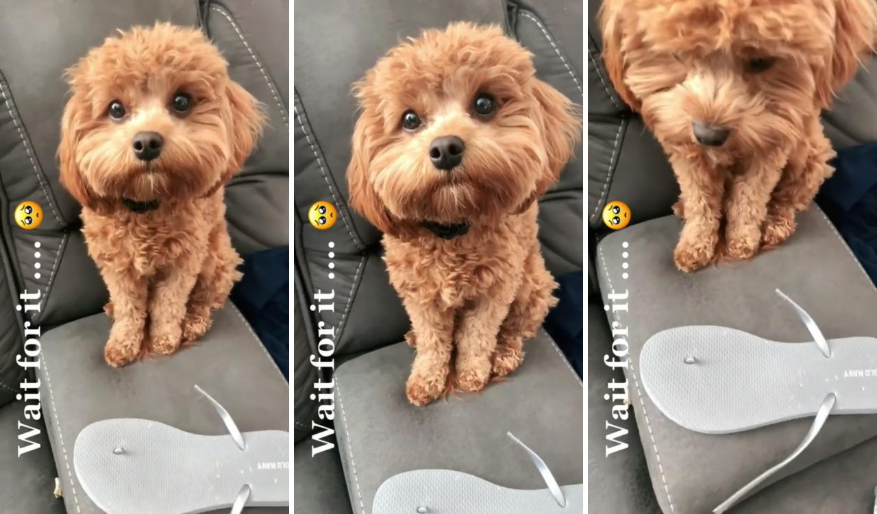 Cutest dog listening to mom while she's being scolded; cutee animals