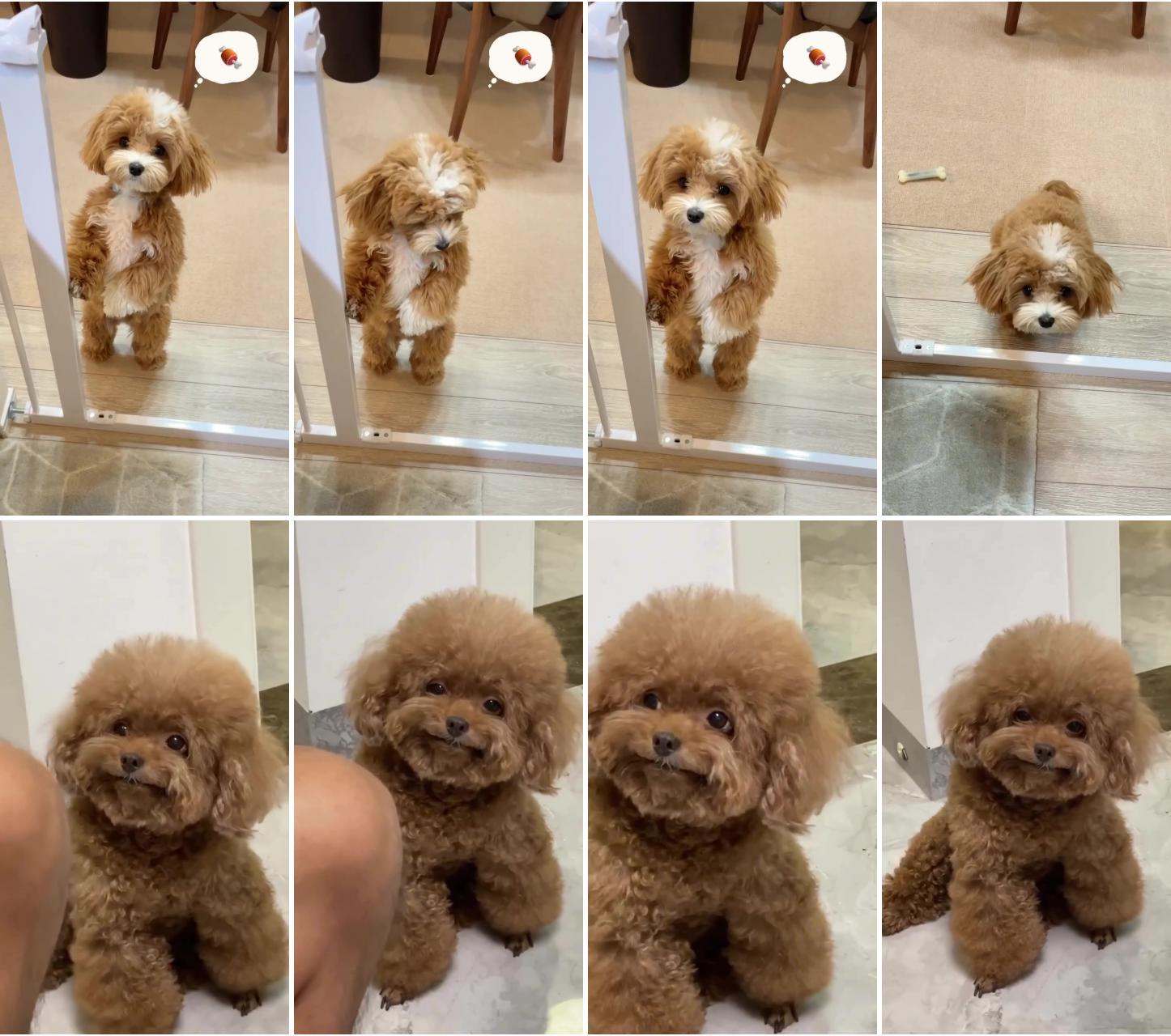 Cutest maltipoo puppy video; that expression